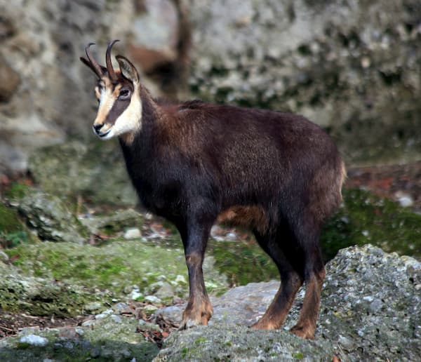 Chamois